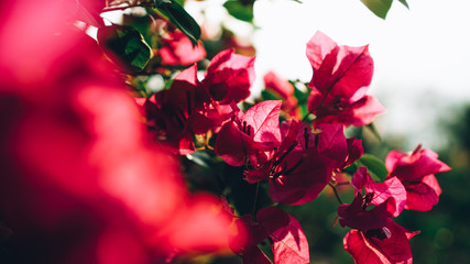 red poinsettia flowers on black background © MobbyStock