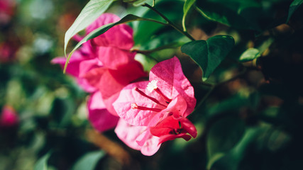 Obraz premium pink flower in the garden