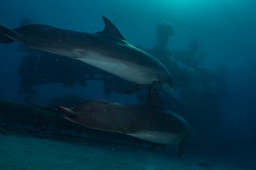 Fototapeta premium Dolphins swimming with divers in the Red Sea, Eilat Israel 