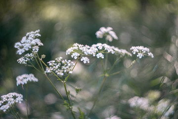 blooming bird cherry tree in spring