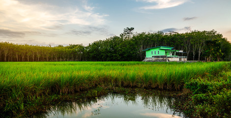 Fototapeta premium Rice field rural panorama with green house in twilight