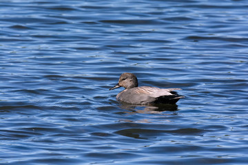 Lone female duck on deep blue water