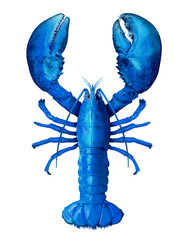 Blue Lobster Isolated