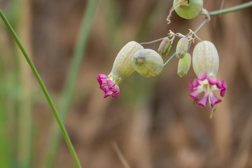 Bladder Campion Flowers in Bloom in Springtime