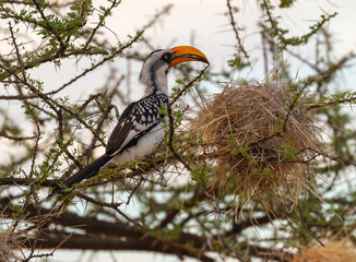 Eastern yellow-billed hornbill, Tockus flavirostris, perched on branch beside large nest. Birdwatching on safari in Samburu National Reserve, Kenya, East Africa
