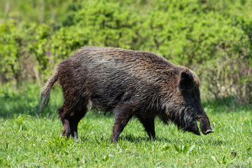 Wild boar in green grass 