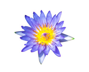 Fototapeta premium Blue lily water or lotus flower in the basin very fresh
