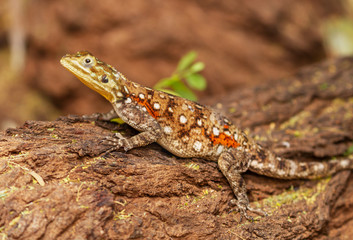 Female red-headed rock agama lizard, Agama agama, on tree branch, Samburu National Reserve, Kenya, East Africa