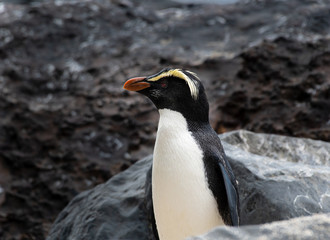 Close-up of a rare Fiordland penguin on the South Island of New Zealand