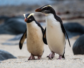 A pair of Fiordland penguins on their way back to the nests in New Zealand