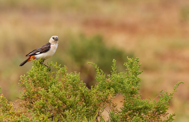 White-headed or white-faced buffalo weaver bird (Dinemellia dinemelli) perched on green bush in Samburu National Reserve, Kenya, Africa, Copy space for text