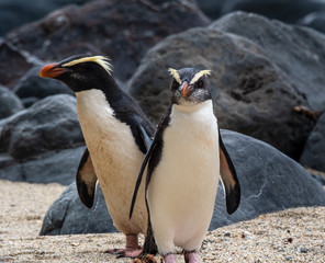 A pair of Fiordland penguins on their way back to the nests in New Zealand © John Yunker