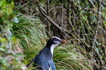 The Fiordland penguin nests in the rainforests of New Zealand