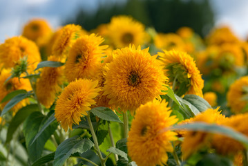 Sunflower blossom, in full bloom