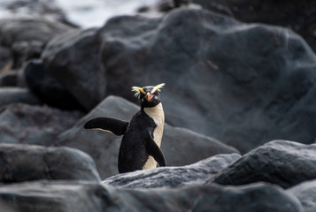 A lone Fiordland penguin in the rain on the South Island of New Zealand - Powered by Adobe