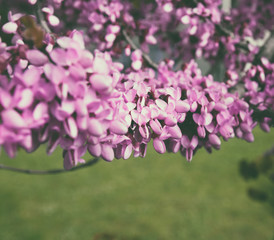 Flowering of the month of April, Judas tree