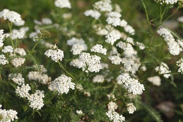Yarrow (Achillea millefollium)