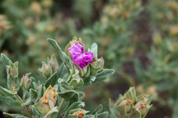 Grey Leaved Rock Rose Calyces in Springtime