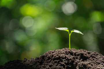 Seedling and plant growing in soil and copy space for insert text