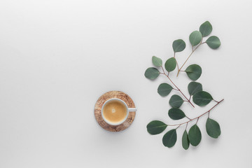 coffee cub plant  eucalyptus table top view with copy space for your text. flat lay. 