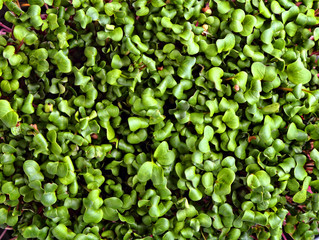 green and healthy microgreens background