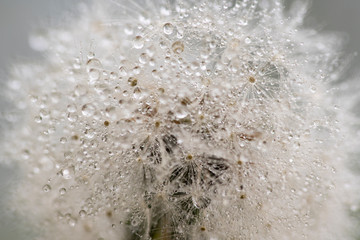 A wet fluff from a dandelion - Taraxacum officinale