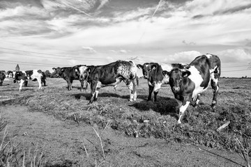 Cows in the pasture, Brown Swiss.Fleckvieh. Fries Hollands vee.Fries Roodbont.Groninger Blaarkop.Holstein Friesian.Jersey.Montbéliarde.