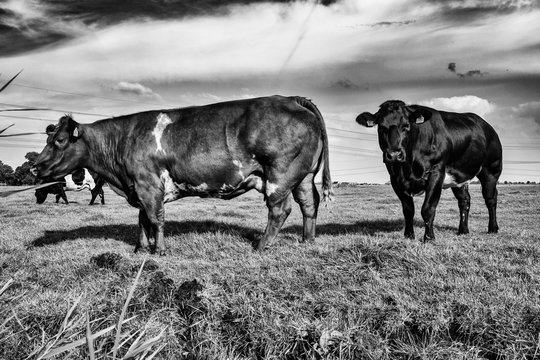 Cows in the pasture, Brown Swiss.Fleckvieh. Fries Hollands vee.Fries Roodbont.Groninger Blaarkop.Holstein Friesian.Jersey.Montbéliarde. Ecological footprint