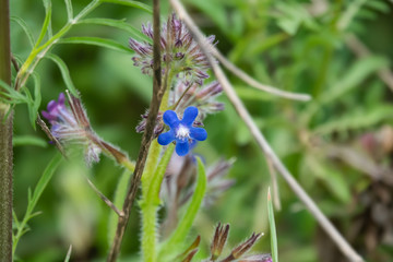 Italian Bugloss Flowers in Bloom in Springtime