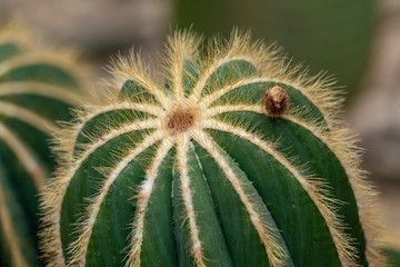 Detailreiches close up eines Parodie Kaktus ( Parodia magnifica) mit Stacheln