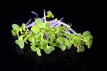 healthy and fresh sprouts on a black background