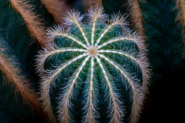 Detailreiches close up eines Parodie Kaktus ( Parodia magnifica) mit Stacheln