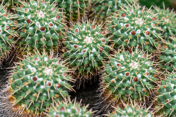 Detailreiches close up mehrer Warzen Kakteen (mammillaria compressa) mit Stacheln und Blüten	