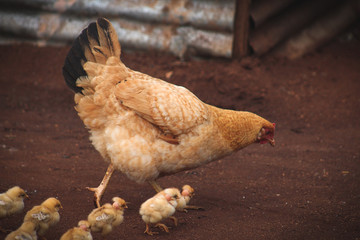 hen and chickens