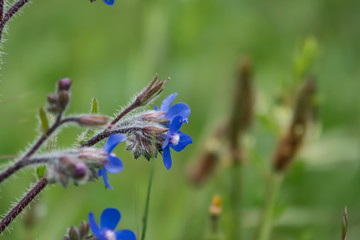Italian Bugloss Flowers in Bloom in Springtime