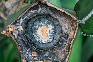 Close up einer verheilten Wunde am abgeschnittenen Stück eines Perlband Kaktus (pachycereus...