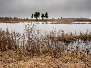 Pines stand strong across the pons