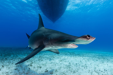 Great Hammerhead