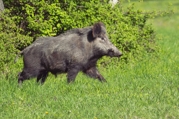 Wild boar in green grass 