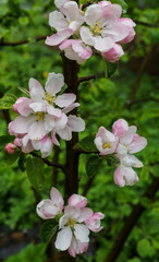 Beautiful white-pink flowers of an apple tree on a branch in spring,after the rain