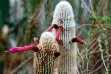 Detailreiches close up eines Cleistocactus strausii Silberkerzen Kaktus mit vielen pinkfarbenen Blüten 