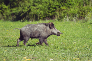 Wild boar in green grass 