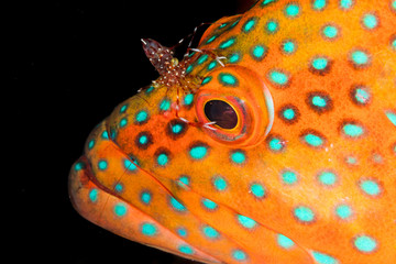 Maldives fish