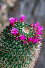 Detailreiches close up eines blühenden mammillaria crassior Kaktus mit pinkfarbenen Blüten