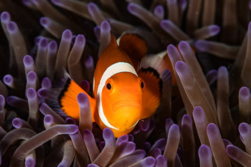 Unterwasseraufnahme Nemo