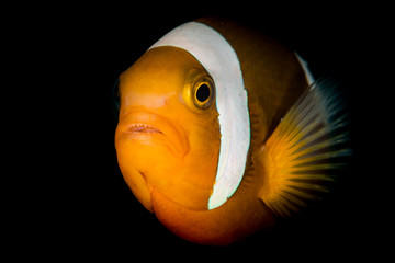 Clownfish © michaelgeyer