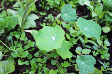 Dew, rain drops, droplets on green leaves of young Tropaeolum majus common Garden Nasturtium, plant