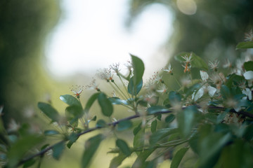 blooming bird cherry tree in spring