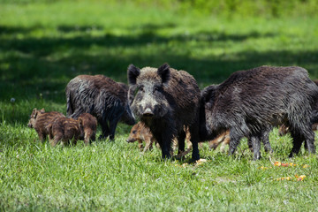 Obraz na płótnie Canvas Wild boar family - sow and piglets rooting for food
