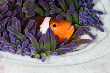 Nemo in Anemone © michaelgeyer